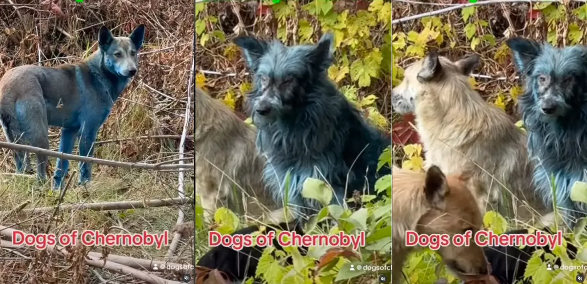 ▲車諾比動保組織「車諾比犬」曝光一段藍色狗的影片以，引發熱議。（圖／翻攝自Instagram／dogsofchernobyl1）