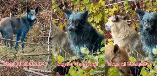 影／真有基因突變？車諾比核災禁區驚見「藍色狗」至今未抓獲
