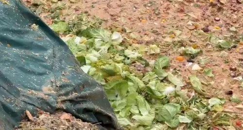 快訊／12處廚餘掩埋場被笑「燕圾湖」！中市府：明起縮減為3處
