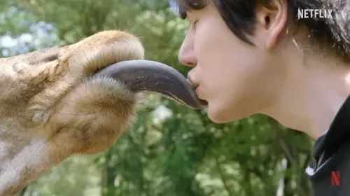 ▲圭賢在《去肯亞的三餐》中跟長頸鹿舌吻。（圖／Netflix Korea 넷플릭스 코리아 YouTube）