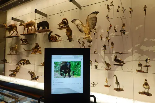 ▲國立台灣博物館古生物館不只有恐龍化石複製品，還有展出古生物標本，展現生物多樣性。（圖／國立台灣博物館官網）