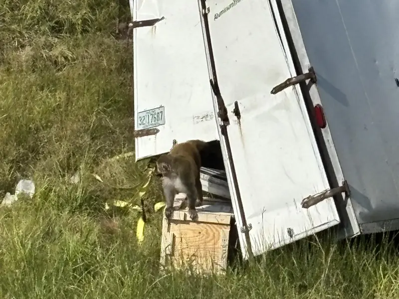 影／猩球崛起？美實驗猴逃脫「具攻擊性帶病毒」急示警勿靠近