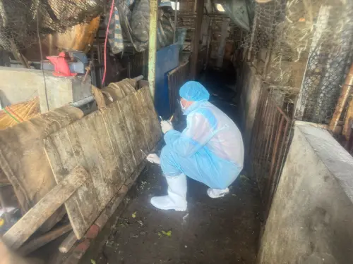 曝老豬農找獸醫佐真相！揹鍋特約獸醫認情義已盡：明年不再簽約
