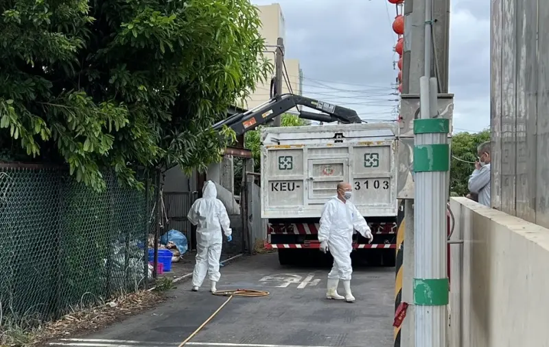 豬瘟斃死豬數量有異！化製三聯單疑遭塗改　台中養豬協會說話了