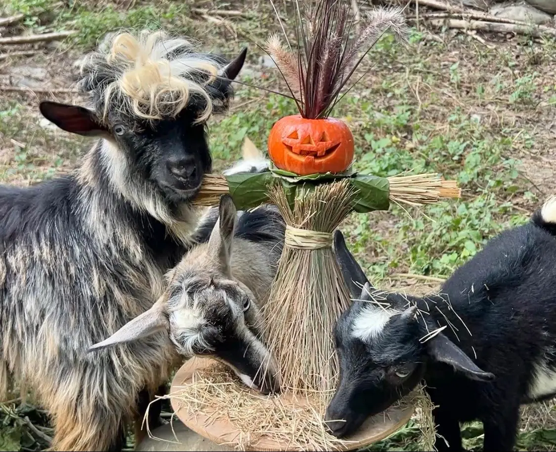 ▲高雄壽山動物園早早進入萬聖節氛圍，製作各種特殊餐點，如新朋友昏倒羊，就開心的享用南瓜稻草人。（圖／壽山動物園提供）