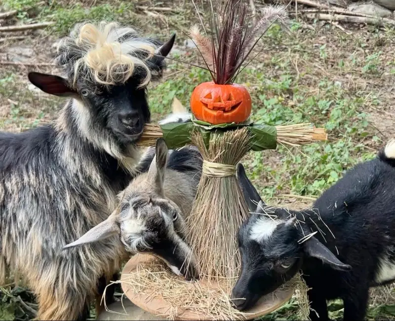 萬聖節動物也超嗨！壽山動物園推搞怪食譜　TWICE歌迷能免費入園
