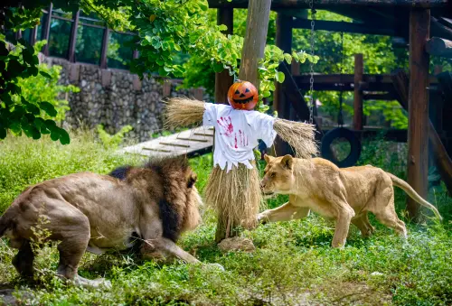 ▲非洲獅「小辛」及「小乖」隔著籃球稻草人對視。（圖／壽山動物園提供）
