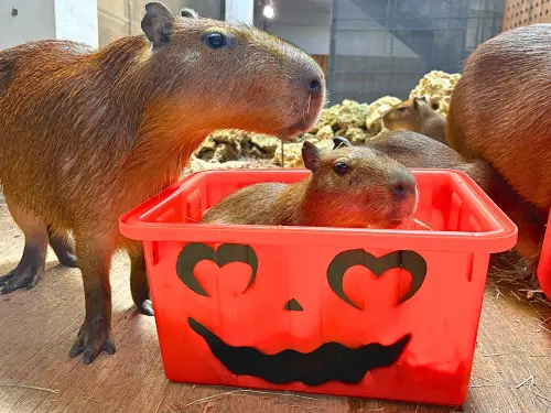 ▲可愛的水豚君一腳踏進貼上搞怪表情的普力桶裡品嚐草料。（圖／壽山動物園提供）