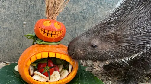 萬聖節動物也搗蛋！壽山動物園打造「搞怪特餐」
