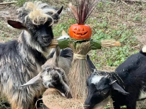 ▲壽山動物園新朋友昏倒羊享用南瓜稻草人。（圖／高市府觀光局提供）