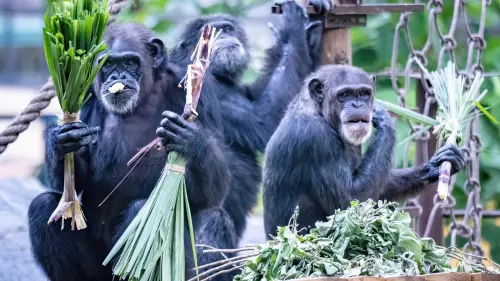 ▲黑猩猩「莉忠」、「美珍」及「曼華」品嚐特製甘蔗掃帚。（圖／高市府觀光局提供）