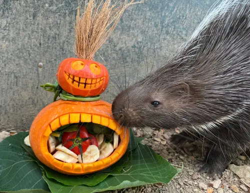 ▲懂吃的冠豪豬「小芋頭」則開心享用南瓜「貝貝」。（圖／壽山動物園提供）