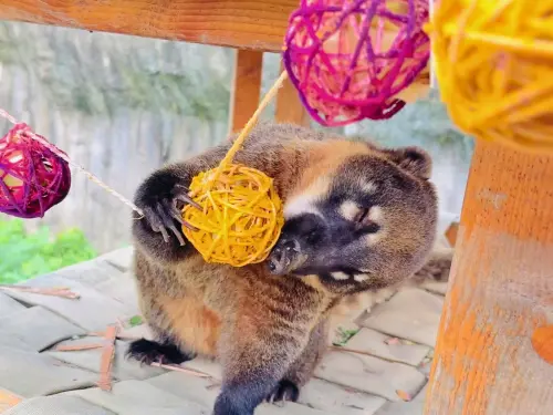 ▲為響應韓國天團TWICE即將11月下旬來高雄舉辦演唱會，園方也使用其應援色（杏桃色及螢光洋紅色）為長鼻浣熊製作竹編覓食玩具。（圖／壽山動物園提供）