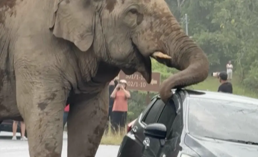 野生拖吊員？大象不滿駕駛違停 「直接動鼻毀車」大快人心