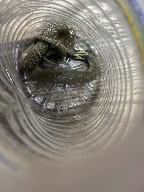 太猛了　中市清潔隊用「寶特瓶」制服眼鏡蛇
