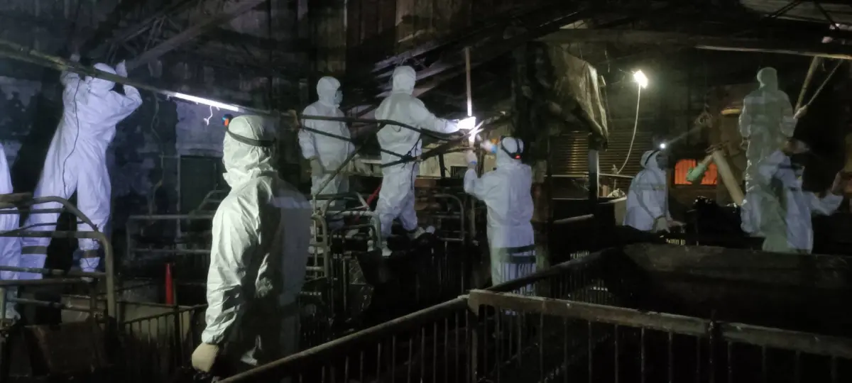 非洲豬瘟案場清消2次仍存病毒 80名國軍連夜支援畫面曝