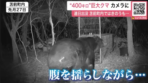 北海道驚見「400公斤超胖熊」陷阱都進不去！熊襲已釀12死
