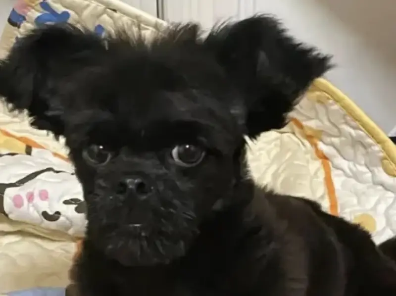 ▲一名網友原本滿心期待養一隻可愛的「黑色貴賓犬」，沒想到越看越覺得怪，直到帶去給獸醫看過後，才發現狗狗其實是米克斯。（圖／翻攝自小紅書）