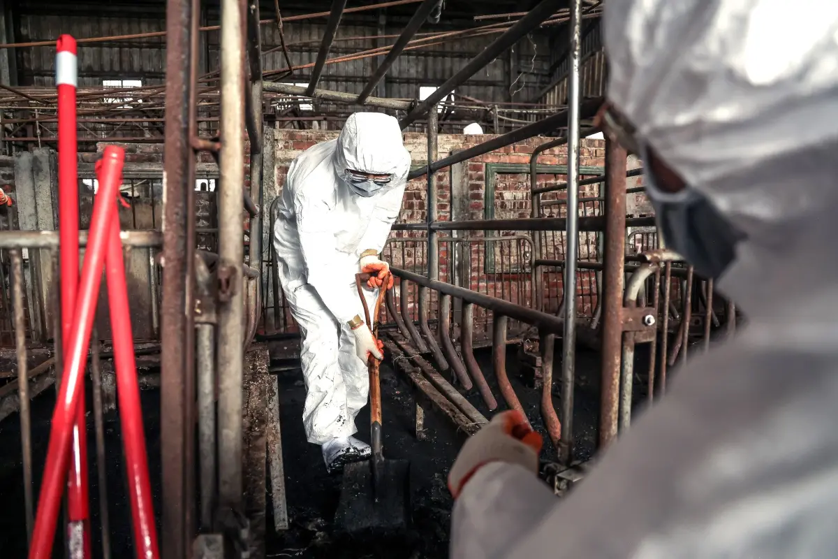 ▲上百名國軍官兵化身鏟子超人，輪流挖出養豬場內的糞土。（圖／陸軍第十軍團提供，2025.10.31）