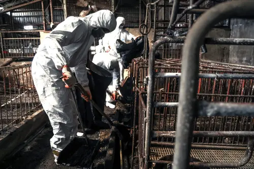 ▲上百名國軍官兵瓁進入窄小的養豬場，一鏟鏟挖出糞土。（圖／陸軍第十軍團提供，2025.10.31）