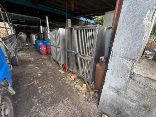 ▲台中梧棲豬場爆發非洲豬瘟，現場留有一隻看門狗。（圖／記者陳偉周攝）