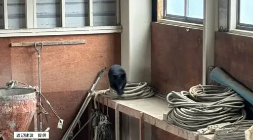 50cm黑熊闖倉庫「反鎖自己5小時」5員工急逃難無人受傷
