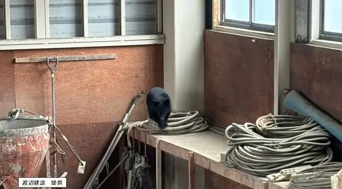 ▲日本新潟縣阿賀野市31日發生黑熊幼熊闖入建設公司倉庫，還把自己反鎖，所幸並未造成人員受傷，黑熊被麻醉後帶離。（圖／翻攝自新潟放送）