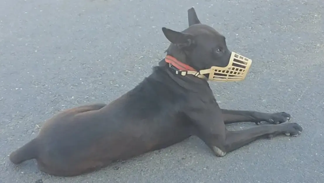 嘉義男童遭犬撕咬縫200多針 飼主曝狗下場：叫人來抓走，別養了