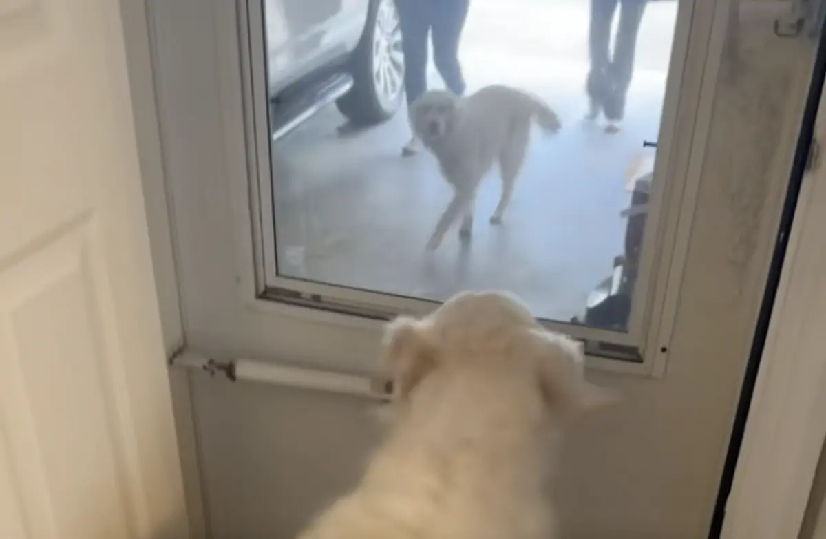 媽媽收編新成員!阿金發現是「收容所好麻吉」 相認畫面全場看哭