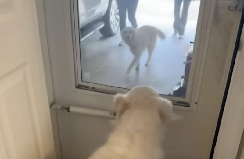 媽媽收編新成員！阿金發現是「收容所好麻吉」　相認畫面全場看哭