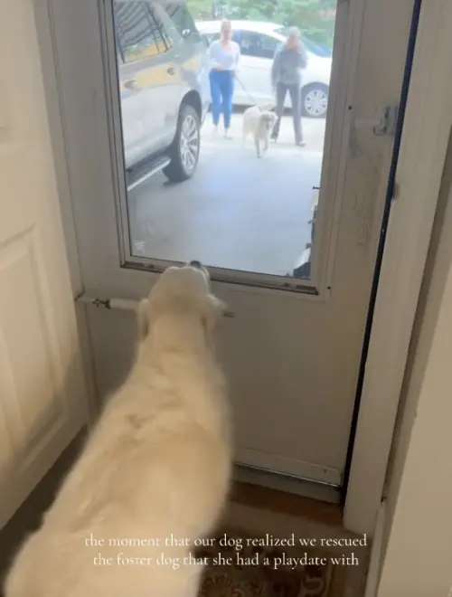 ▲（圖／翻攝自TikTok@cashmoney_ashh）