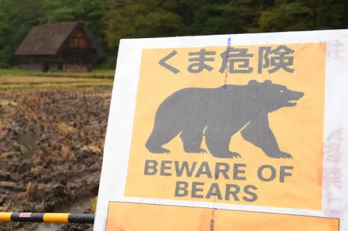 日本熊太危險！北海道獵友會喊話政府：別再讓我們捕熊了
