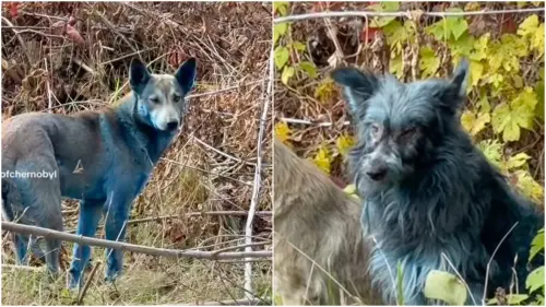 車諾比「藍色狗狗」不是輻射突變？生物學教授分析實情更令人噁心
