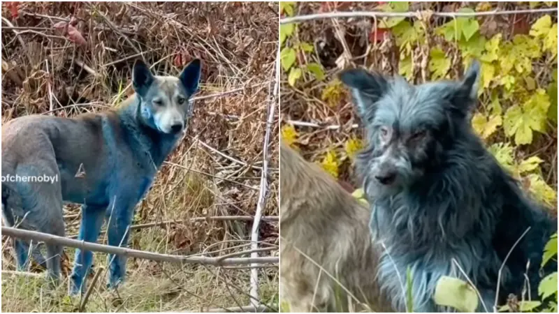 ▲最近在車諾比隔離區中，發現了幾隻全身或部分毛髮竟出現「藍色光澤」的狗狗，引發關注。（圖／翻攝自IG@dogsofchernobyl1）