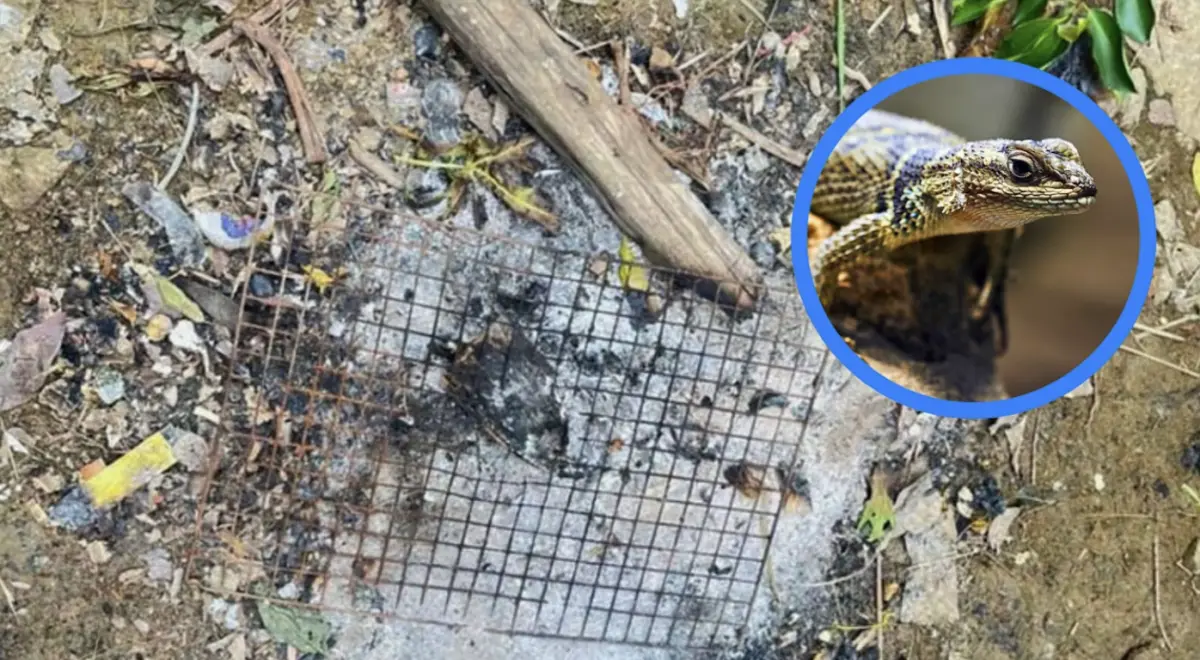 柬埔寨男子抓到「帶卵蜥蜴」烤來吃 隔天中毒身亡慘成野味悲劇