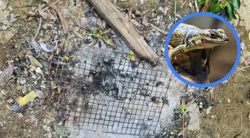 柬埔寨男子抓到「帶卵蜥蜴」烤來吃　隔天中毒身亡慘成野味悲劇
