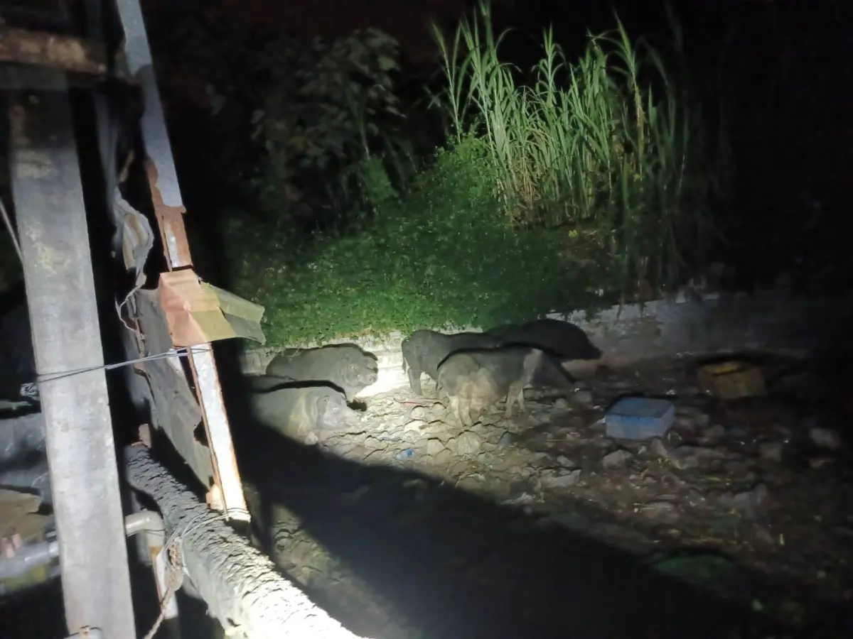 太平山竟有私人養豬場！6頭山豬緊急採檢非洲豬瘟 結果出爐