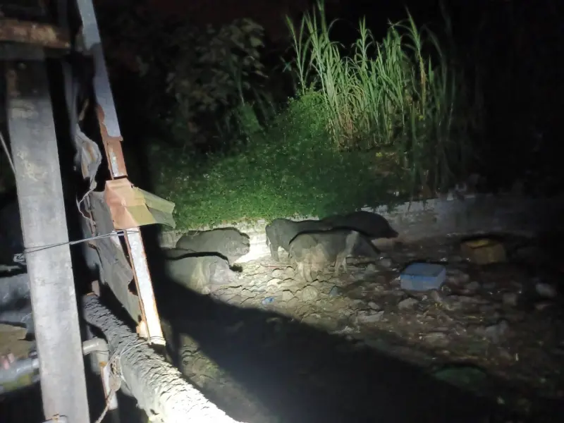 ▲太平山竟有私人養豬場！6頭山豬緊急採檢非洲豬瘟 結果出爐。（圖／台中市政府網站）