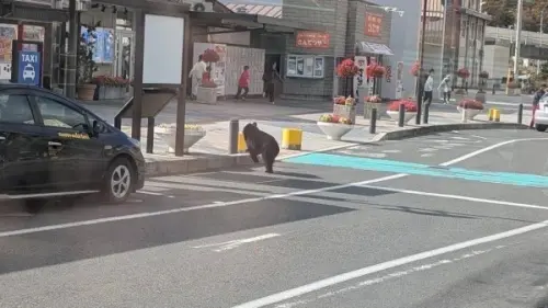 日本岩手縣宮古車站遭黑熊闖入！路人拔腿狂奔　牠在鐵軌到處走
