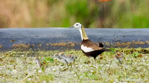 ▲高雄市政府觀光局攜手客家委員會、高雄市野鳥學會等民間團體，透過保育陸域生態，成功復育保育類水鳥「水雉」。(圖／高市府觀光局提供)
