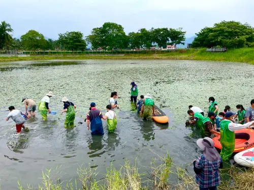 ▲觀光局與高雄市野鳥學會合作，每月第二個週六辦理「水雉棲地觀察」與「水草種植體驗」等免費課程，深受親子與自然愛好者歡迎。(圖／高市府觀光局提供)