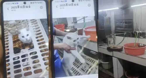 ▲佛山市南海區多部門已展開聯合調查，涉事餐廳目前停業整頓。（圖／翻攝自紅星新聞）