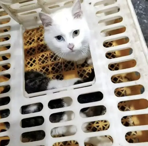 ▲疑似遭宰殺的白色貓咪被拍到關在籠中，畫面曝光後掀起輿論怒火，網友痛批「太殘忍」。（圖／翻攝自紅星新聞）