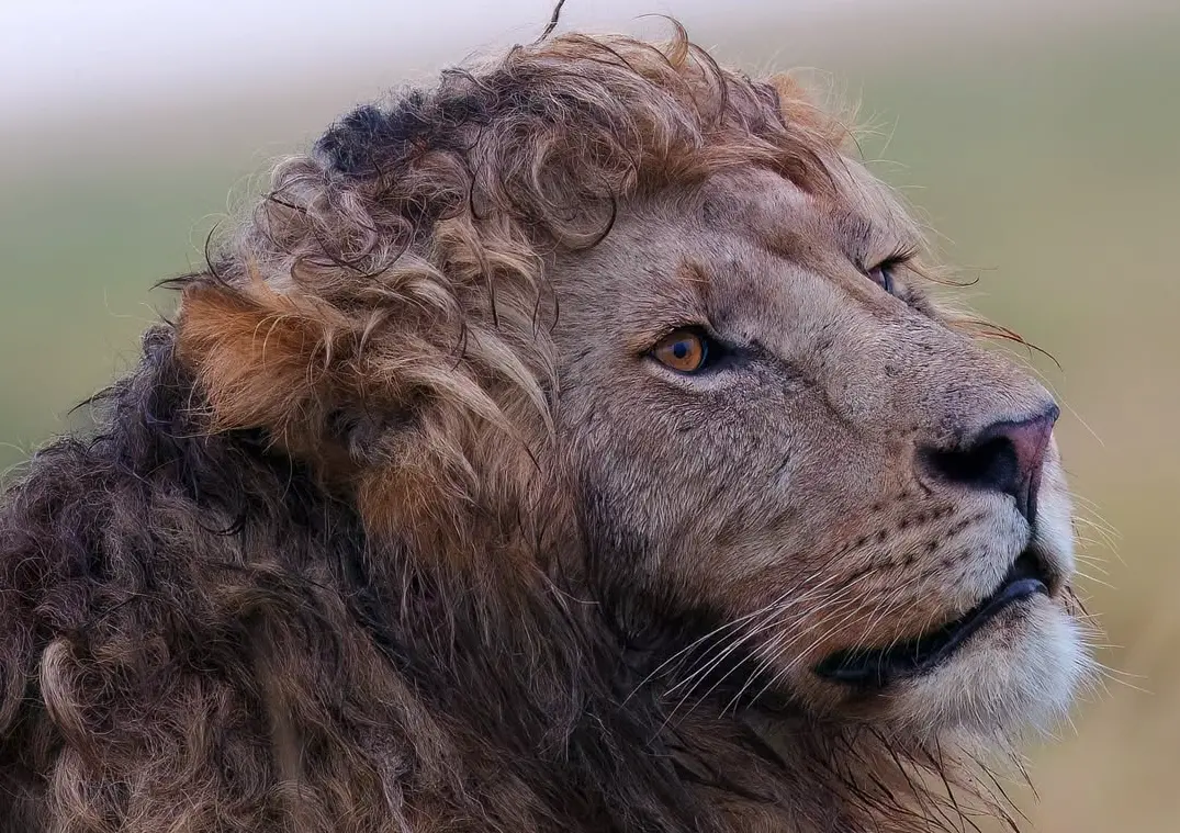▲肯亞馬賽馬拉保護區出現一隻名為「恩祖里（Nzuri）」的雄獅，牠一頭鬈曲柔順的金色鬃毛宛如剛從髮廊走出來，被封為「捲毛之王」（King of Curls）。（圖／取自IG@silent_whispers.photography）