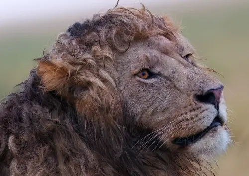 非洲捲毛獅爆紅！神顏掀暴動：根本希臘男神　慵懶自然捲鬃毛帥翻
