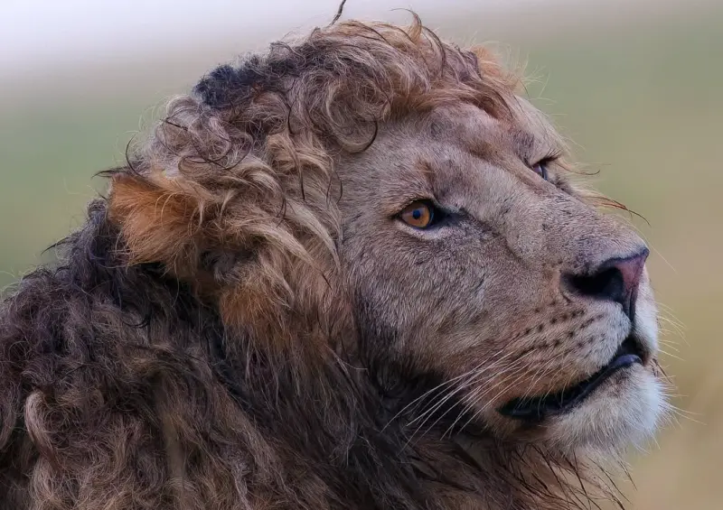 ▲肯亞馬賽馬拉保護區出現一隻名為「恩祖里（Nzuri）」的雄獅，牠一頭鬈曲柔順的金色鬃毛宛如剛從髮廊走出來，被封為「捲毛之王」（King of Curls）。（圖／取自IG@silent_whispers.photography）