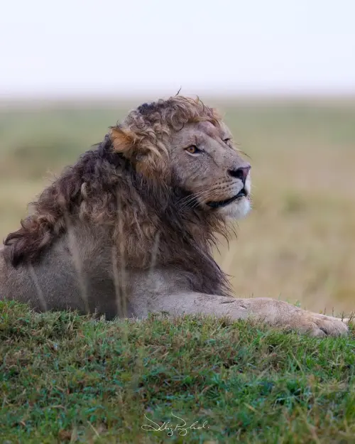 ▲（圖／取自IG@silent_whispers.photography）