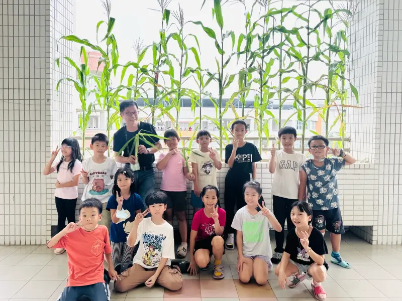 ▲玉米竟長到頂到天花板，根根筆直整齊排列，成了名副其實的「綠色窗簾」。（圖／高市府教育局提供）