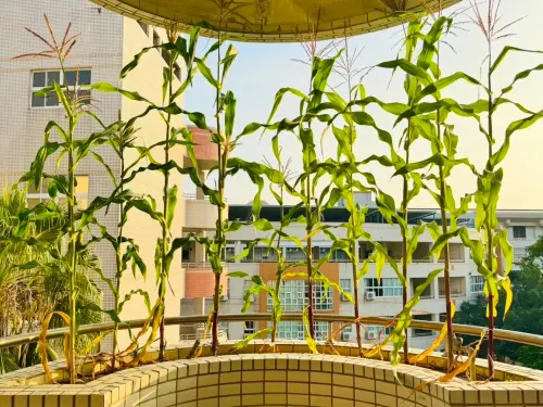 ▲新上國小的小農教室不只是綠色窗簾，更是孩子們用雙手耕耘出的「食物信任牆」。（圖／高市府教育局提供）