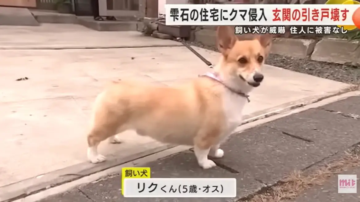 ▲日本岩手縣黑熊入侵民宅，屋主飼養的小柯基犬挺身而出吠叫嚇退熊。（圖／翻攝自ｍenkoichannel YouTube）